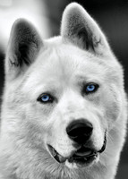 Siberian Eyes