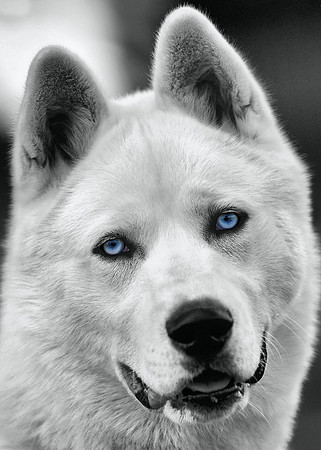 Siberian Eyes