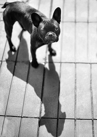 Lyla the Muse