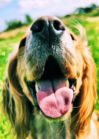 Jasper 60's Dog