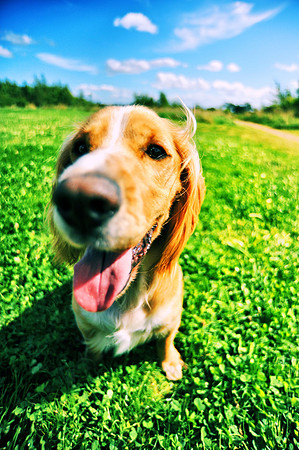Jasper 60's dog two