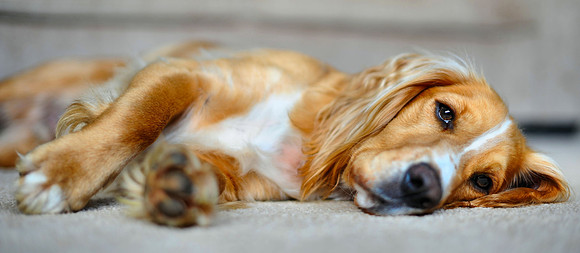 Jasper goosed..