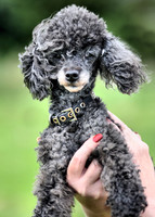 Poodle air dryed