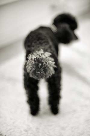 The Bobble..