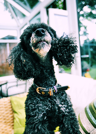 Howl like you mean it!