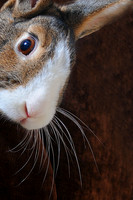 Whats up Doc?
