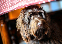 Dotty under Dots