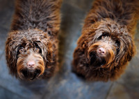 Dolly and Dotty
