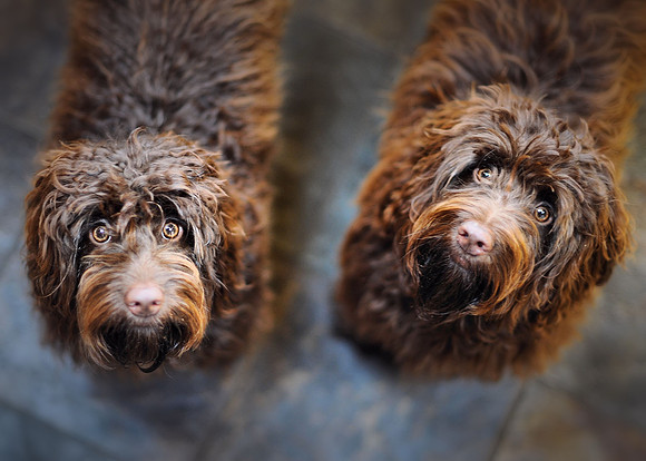 Dolly and Dotty