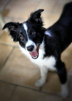 Tilly the Tornado