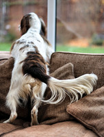 The Tail of Swish