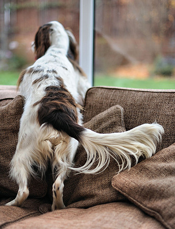 The Tail of Swish