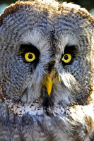 Twit