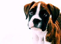 Cooper