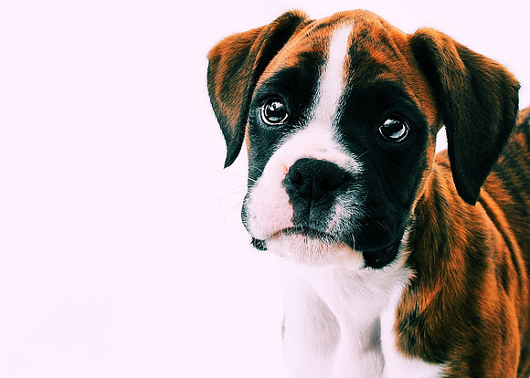 Cooper