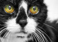 Vibrant Eyes