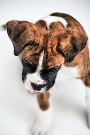 Boxer Pup
