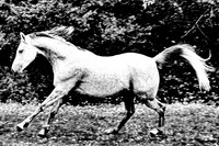 Gallop