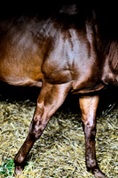 Horse power