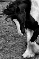 The dance