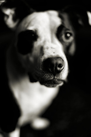 Milly MOO MOO