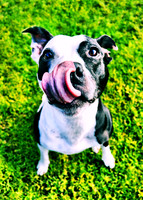 The Lick